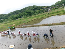 田植え1